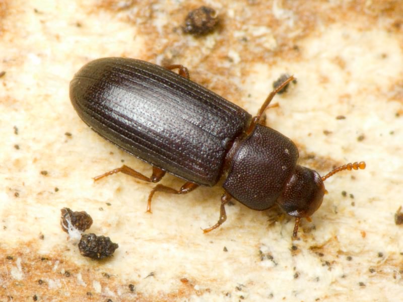 Tribolium madens (Charpentier, 1825)